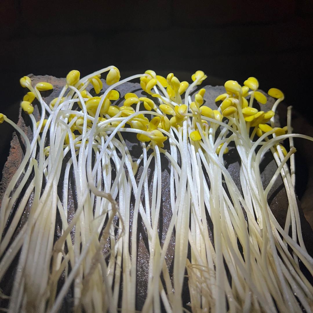 邓同学的豆芽