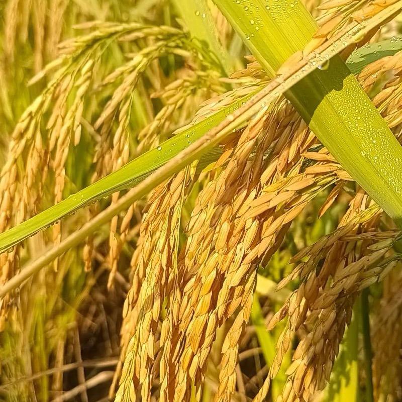 吉祥如意@