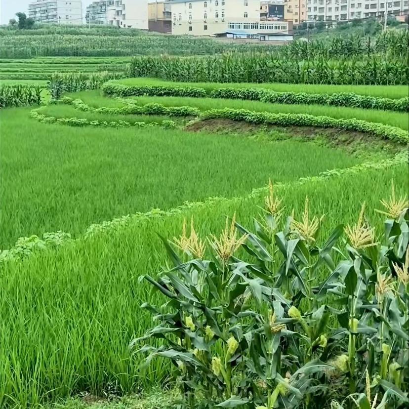 阳光
