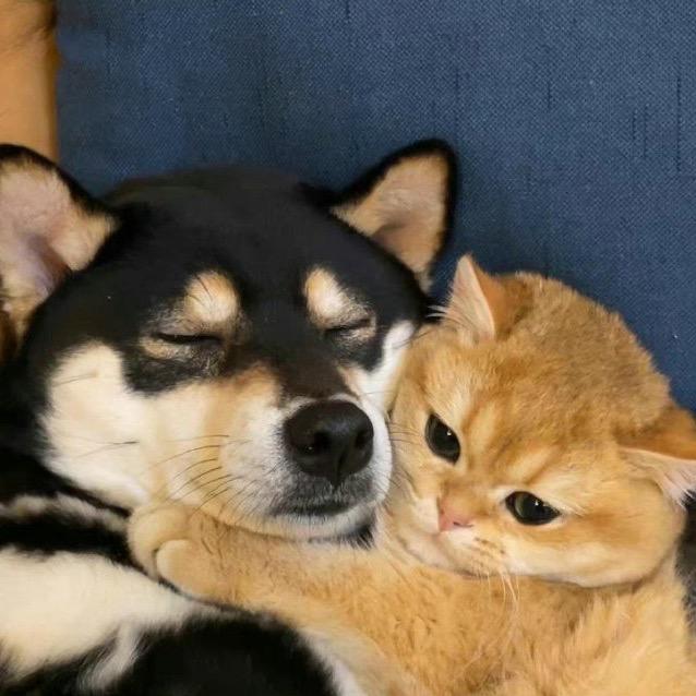 猫猫狗狗大作战