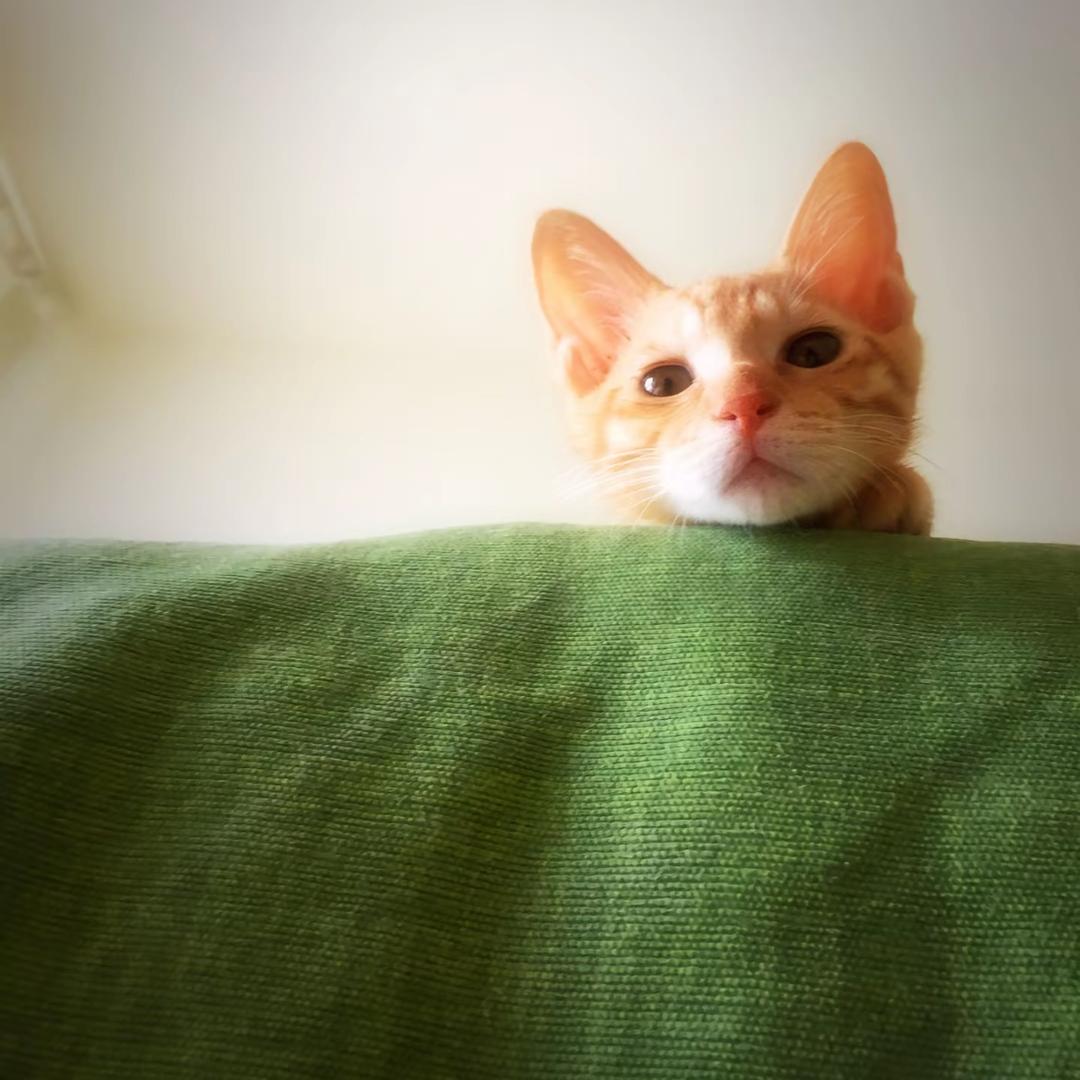 明天吃什么