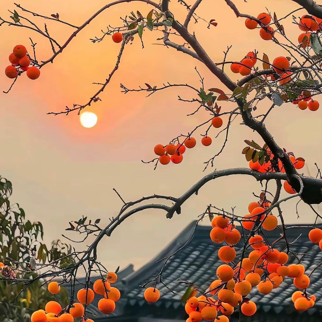 追赶的旭哥