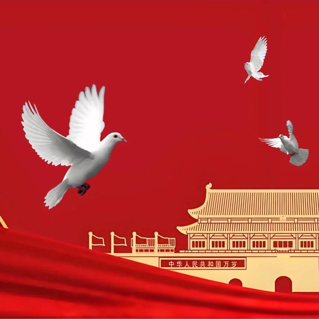 江苏赛鸽小满.