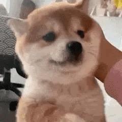 白♈羊