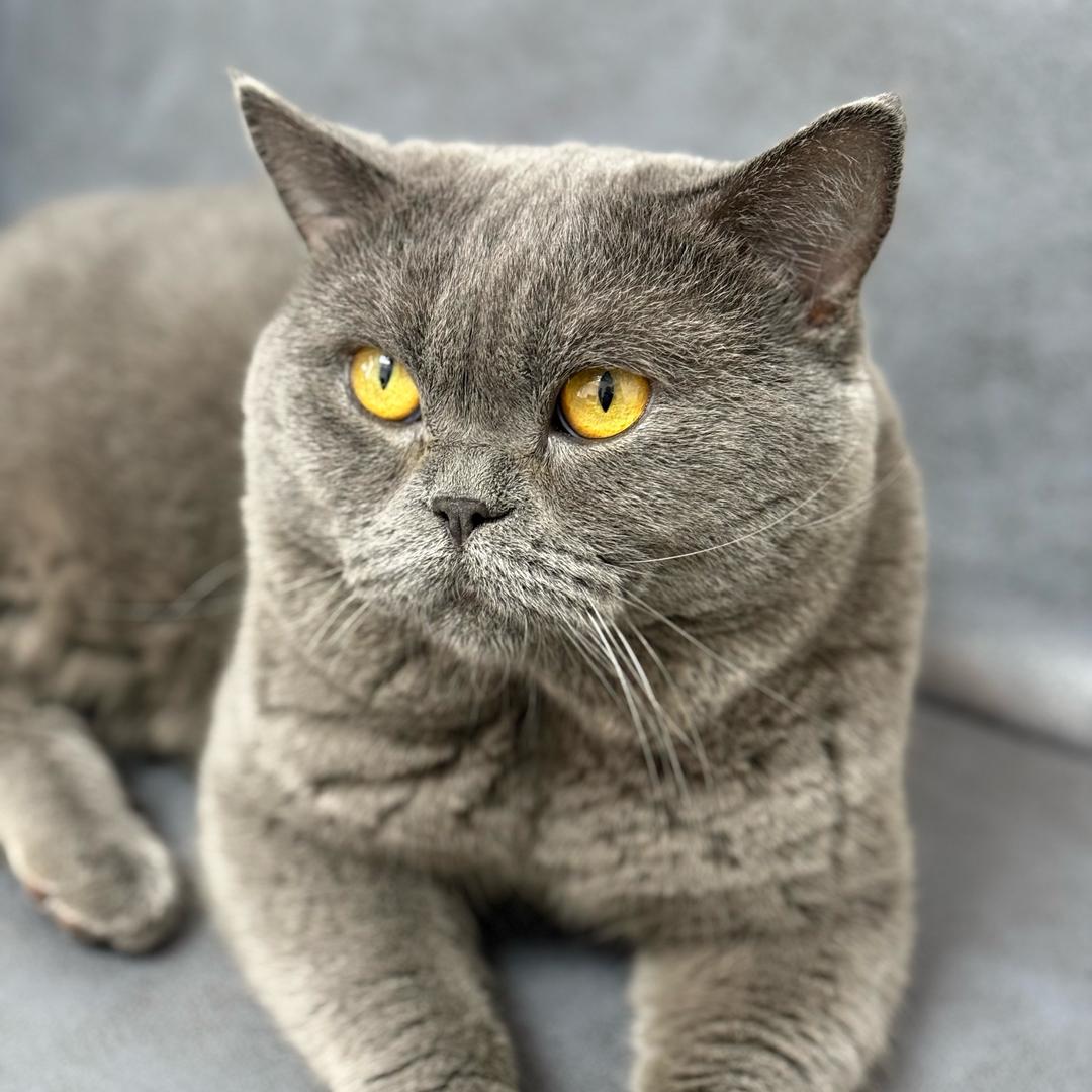 爱吃鱼的猫