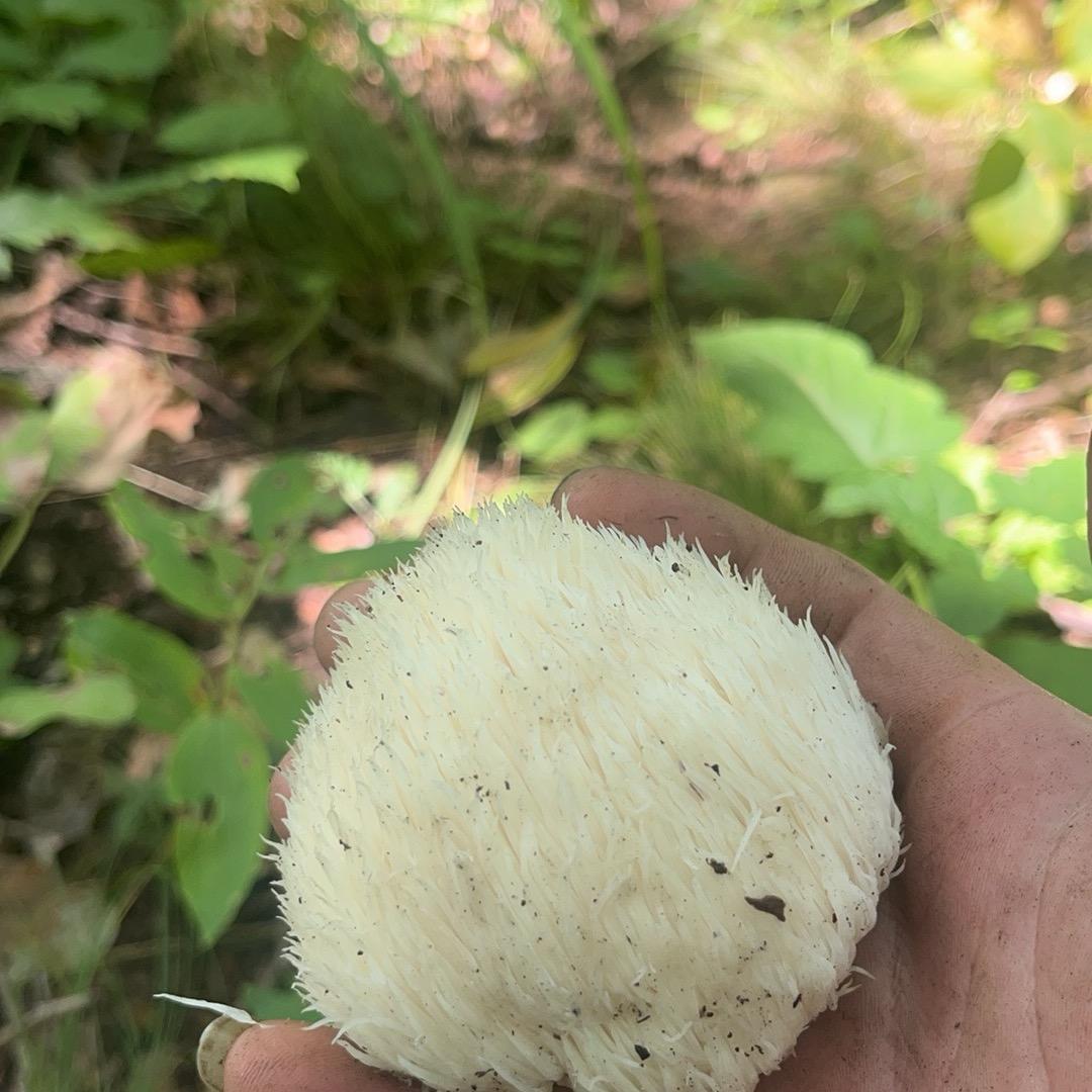 沙漠的鱼🌲🌴