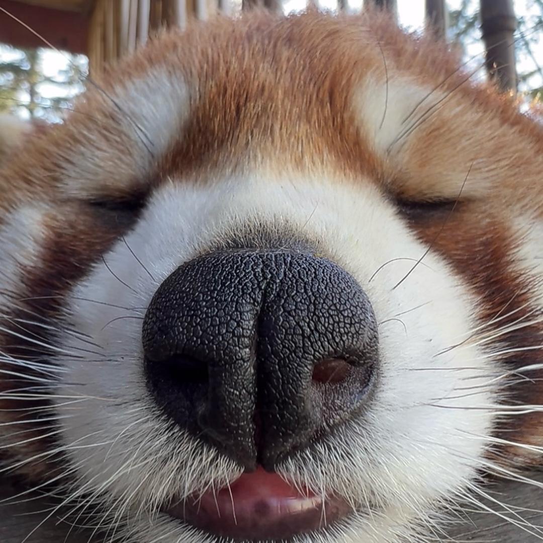 喇叭花