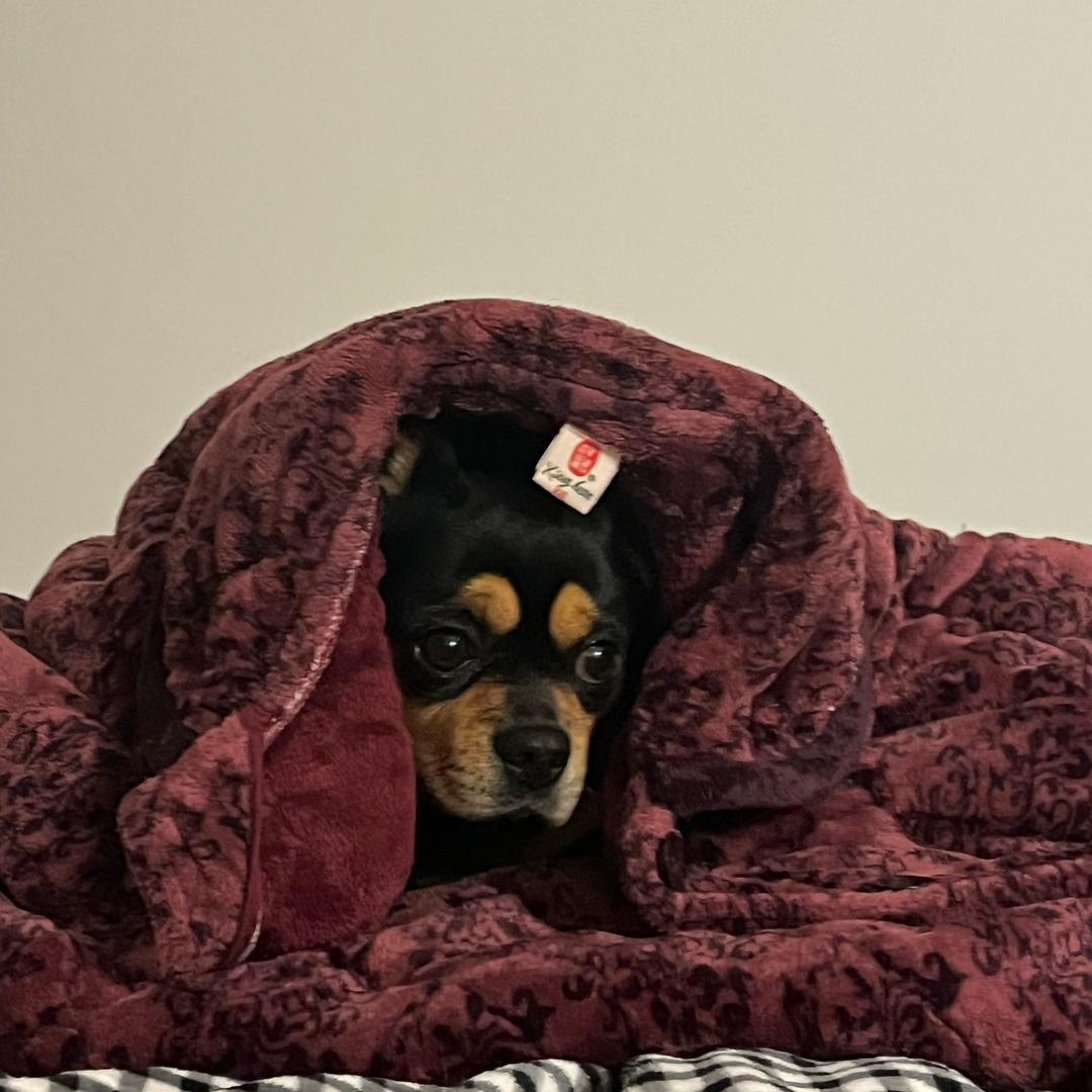 幸福像小花👩‍❤️‍💋‍👨