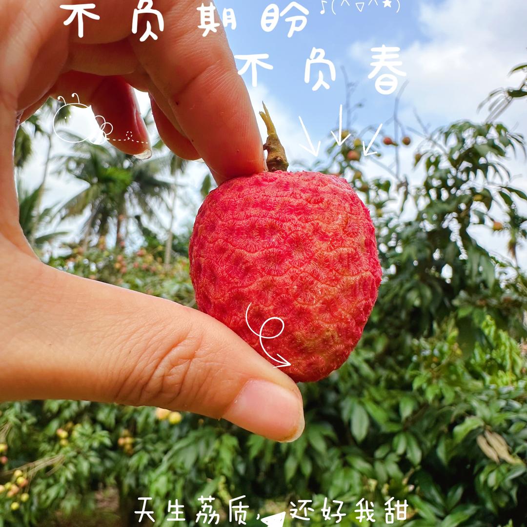 双娇鲜子优品供应链