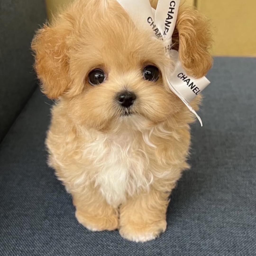 马尔泰犬（买🐶可私）