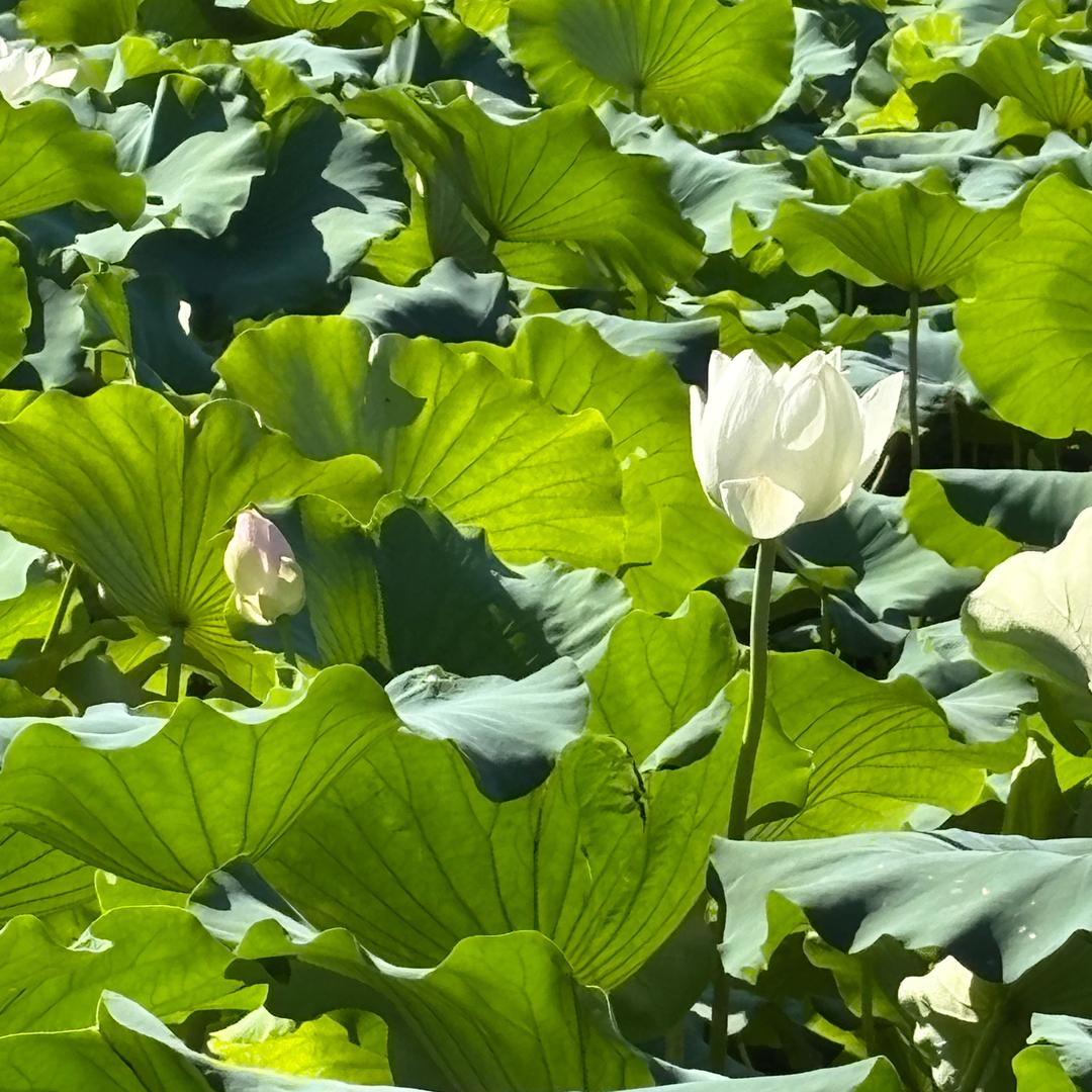 竹
