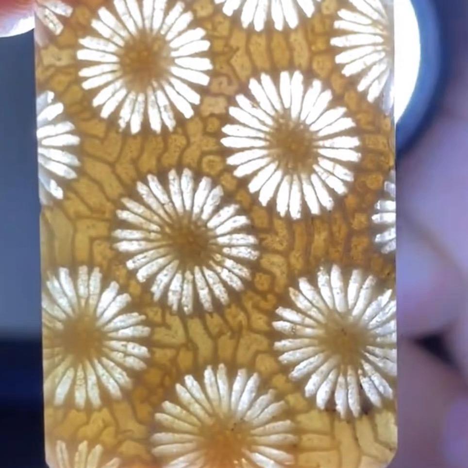 花花珠宝珊瑚玉