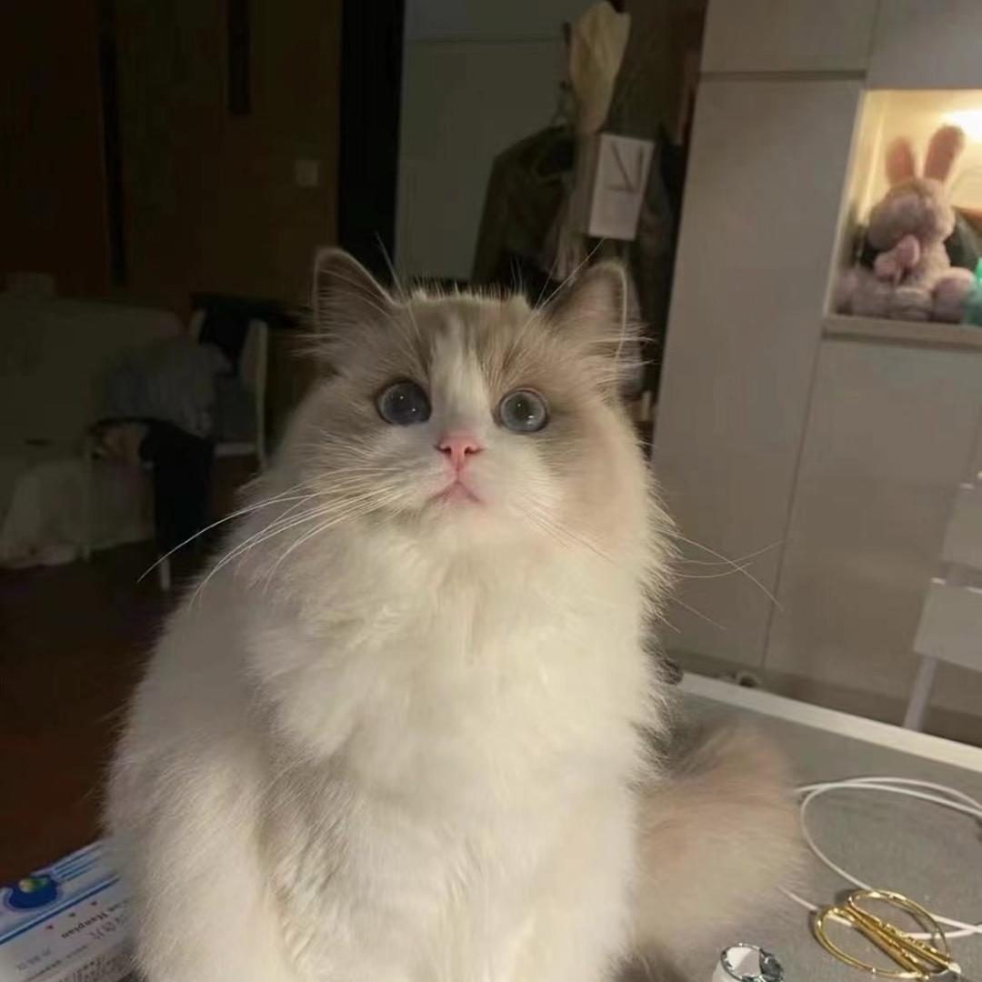 喝鹤顶红的猫＇