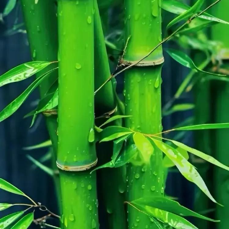 青竹🪭