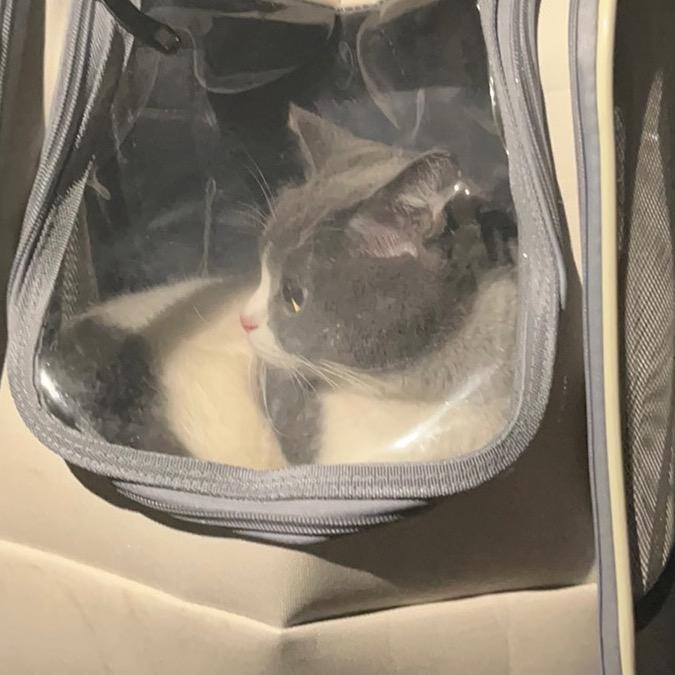 开心super🐱头像