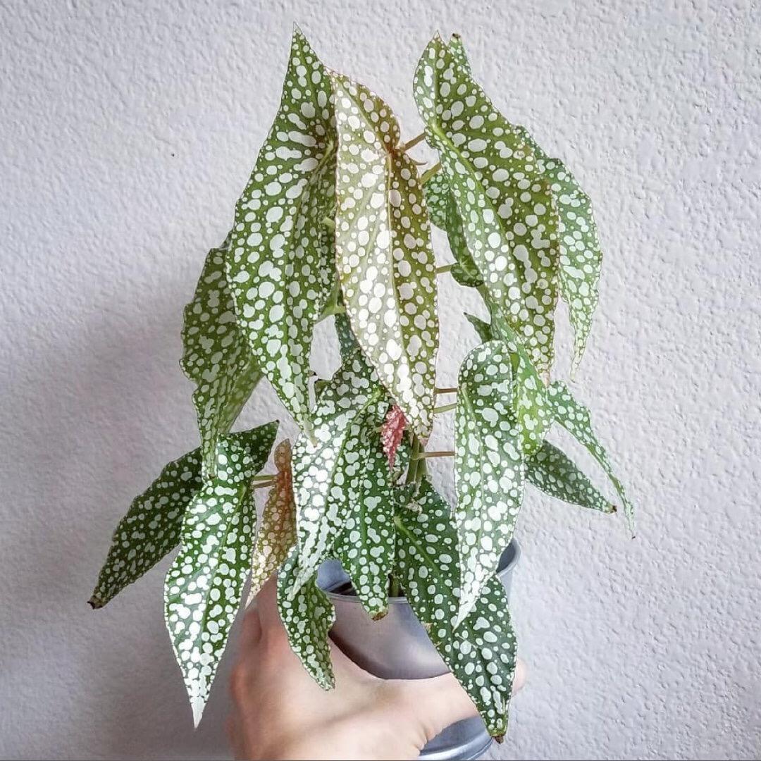 植途花园