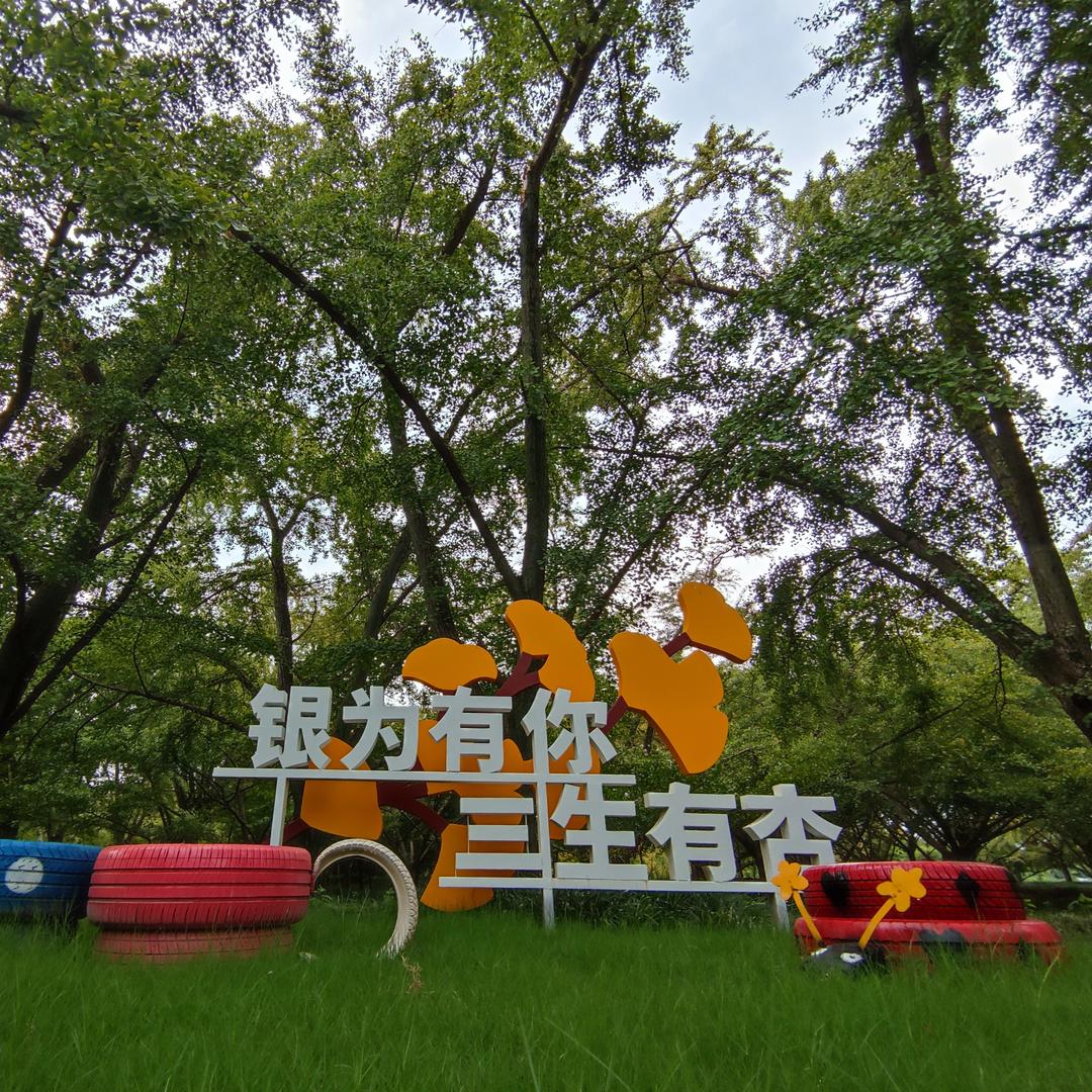 银杏第一村