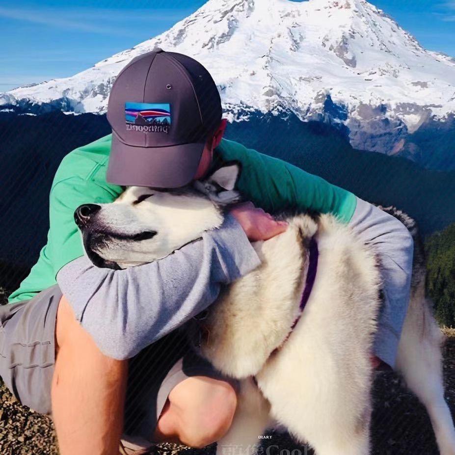 集市代淘田园犬