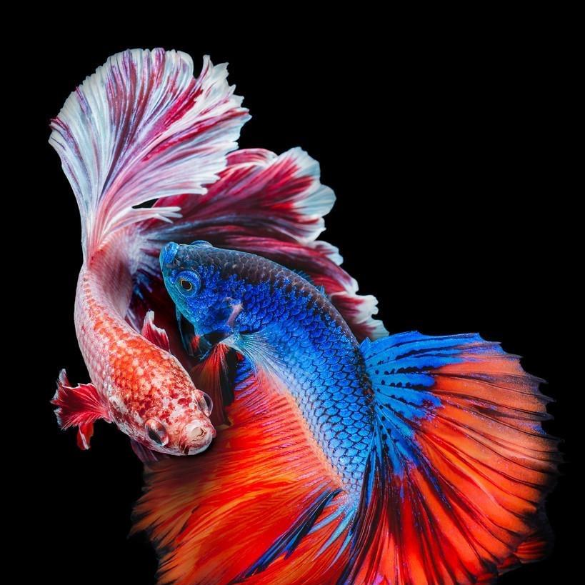 幽情逸韵好物源头基地