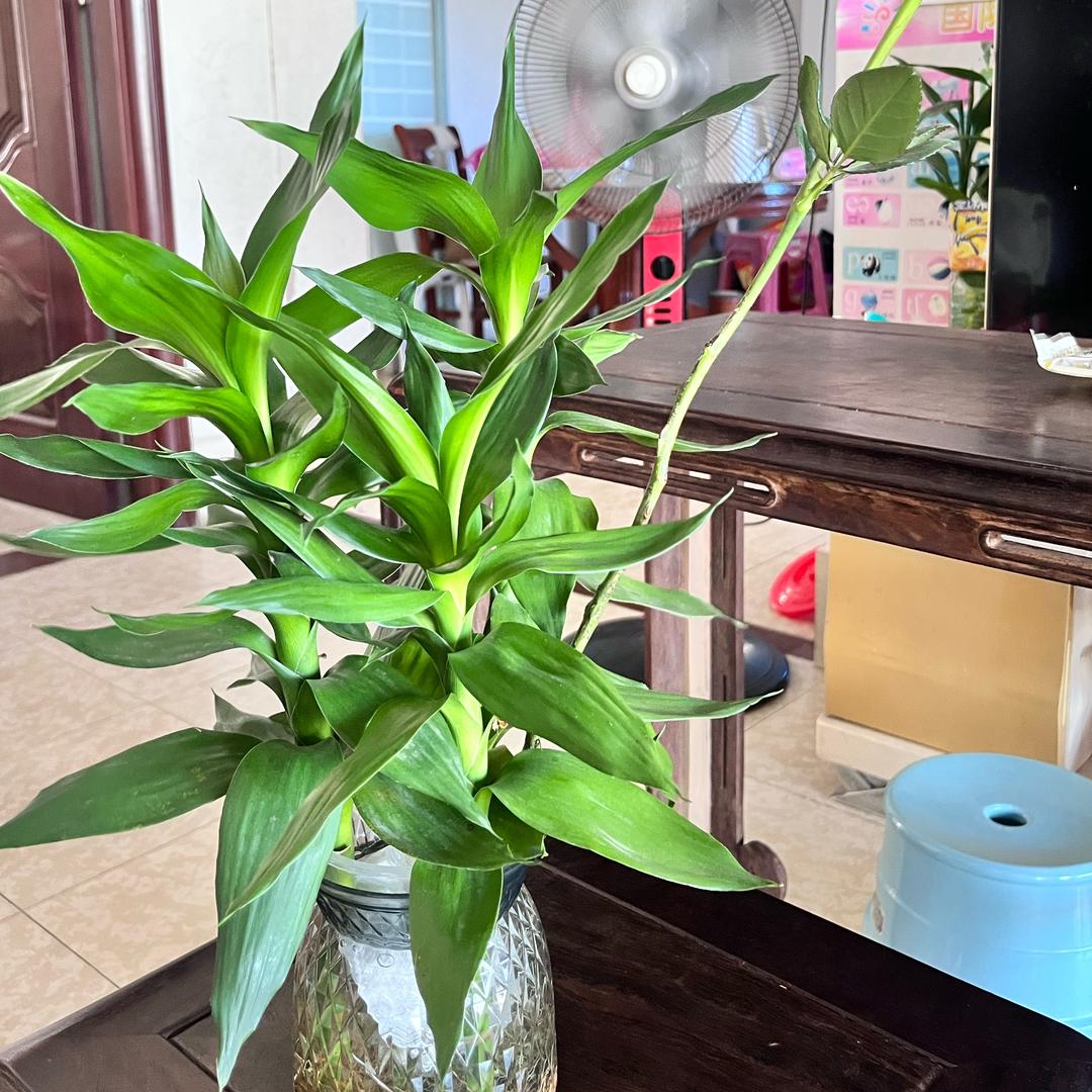 好运（种草激励）