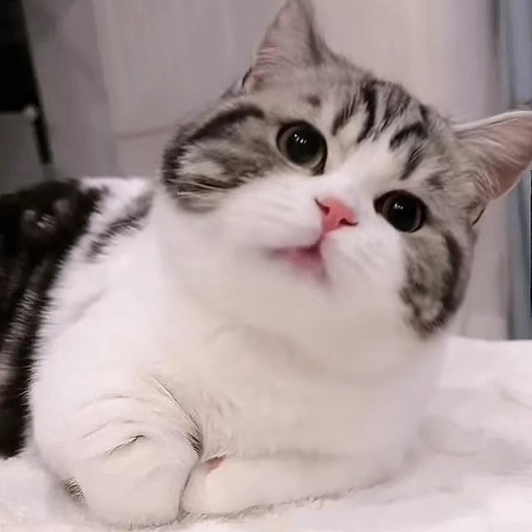 @吉 吉