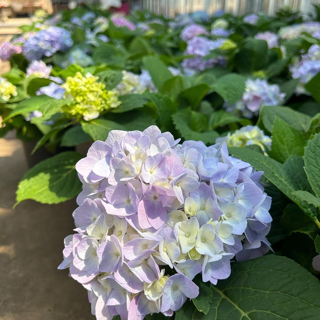 表弟家的绣球花海
