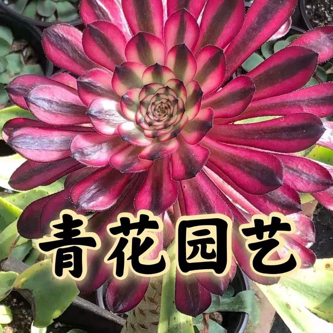 青花园艺