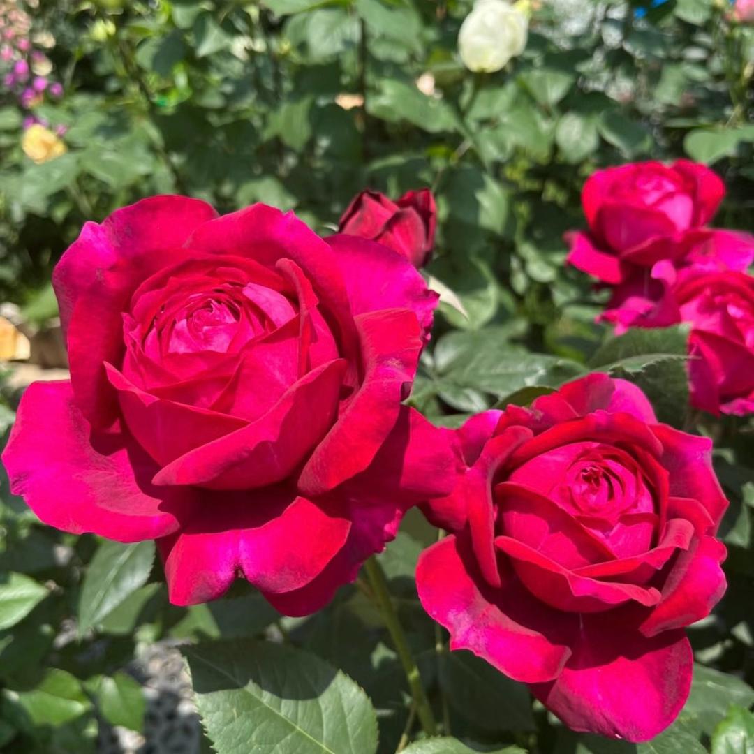 优越月季花卉