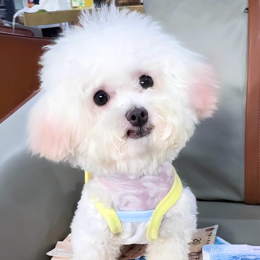 比熊 嘟嘟