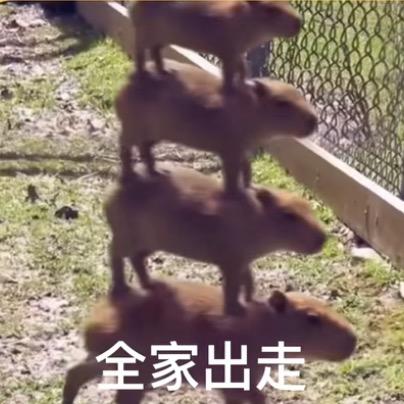 小棚总