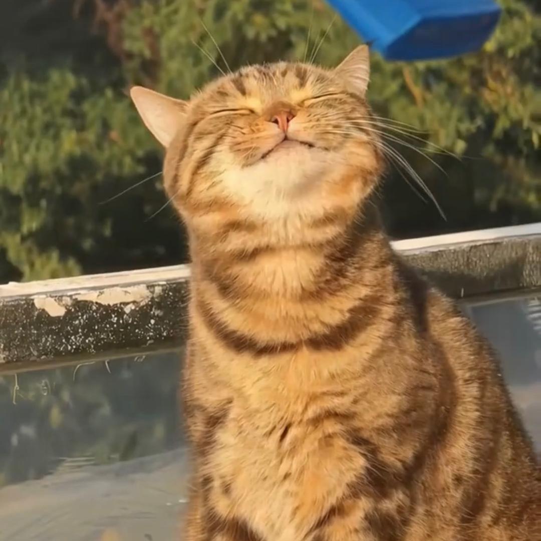 Ta说
