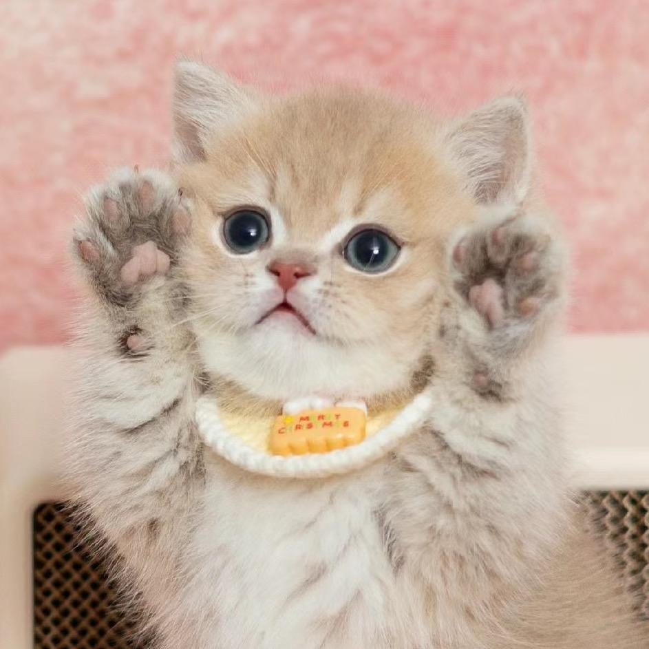 回关选猫+六班猫管家