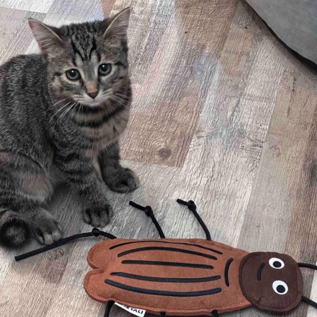 卖白菜的老螃蟹