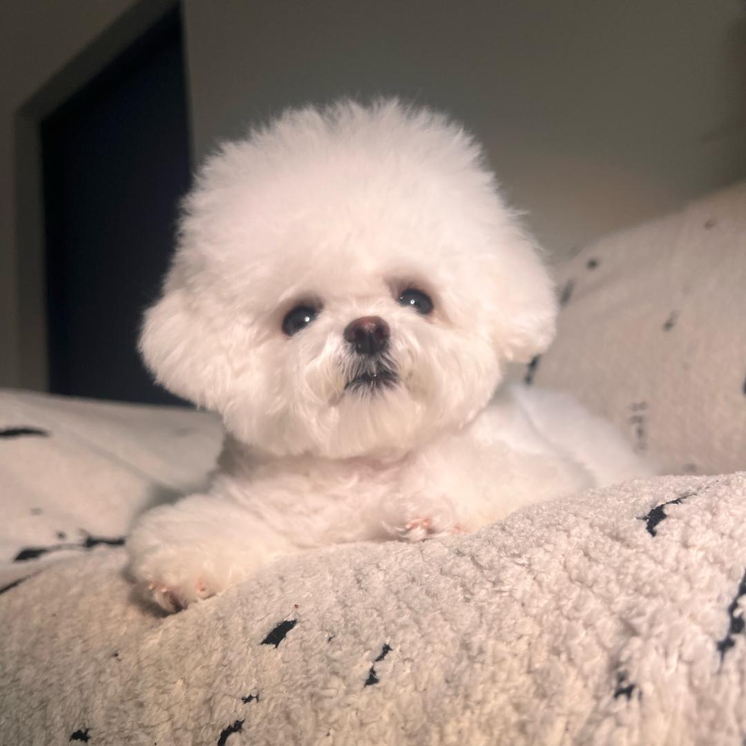 比熊-漂亮 糖球