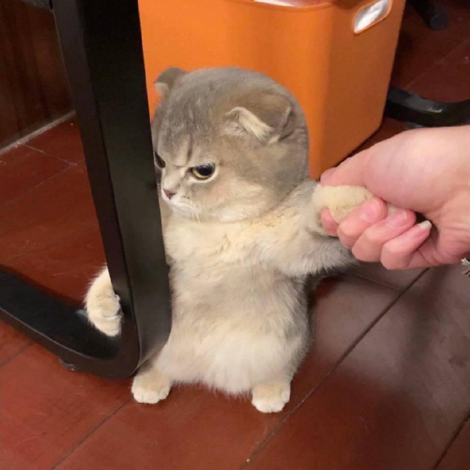 小鲨鱼很乖的