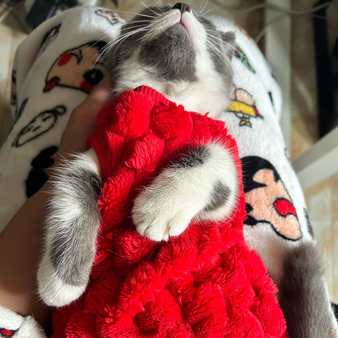 陈八百（是只猫）