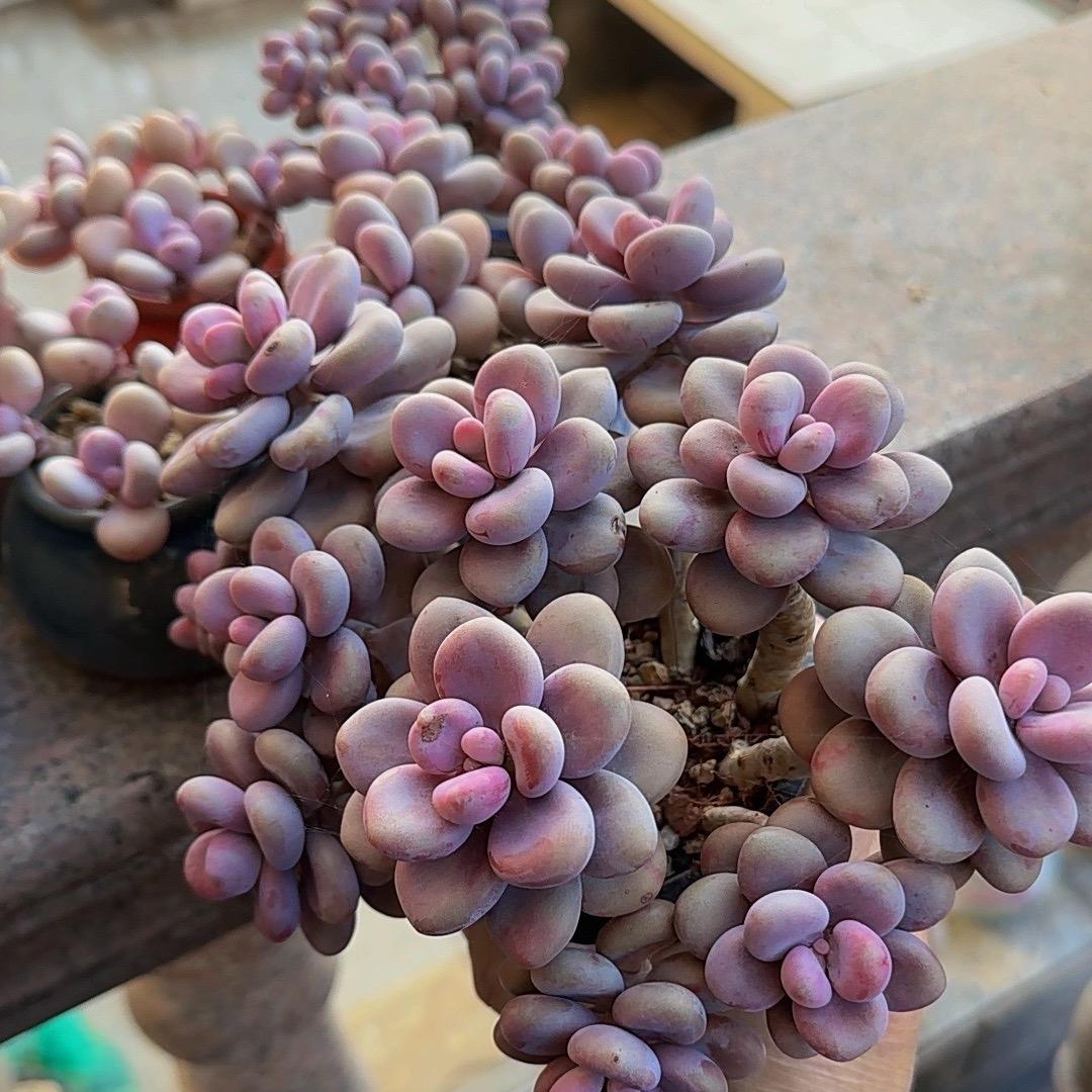 养肉肉的小姐姐