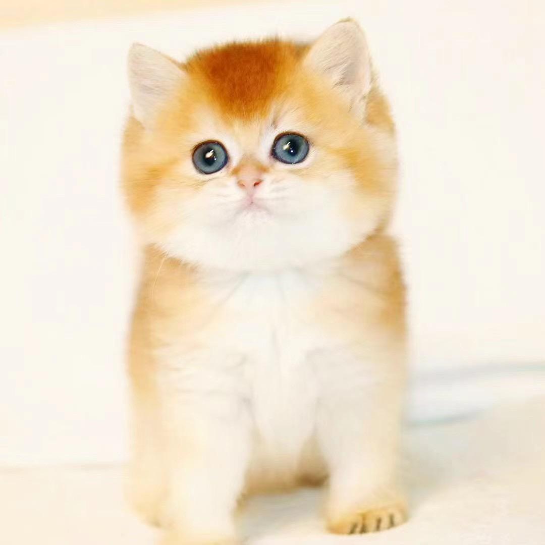 豆宝来了萌宠猫舍