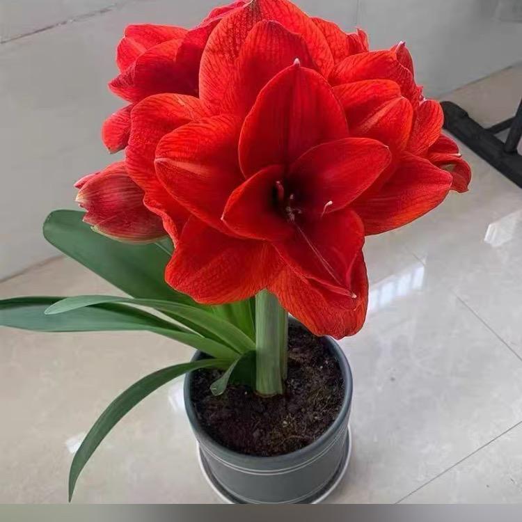 向阳而生❤️🍎