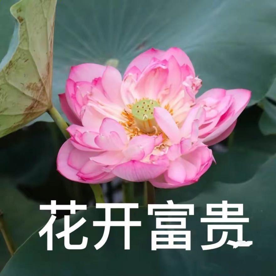 暴躁大叔