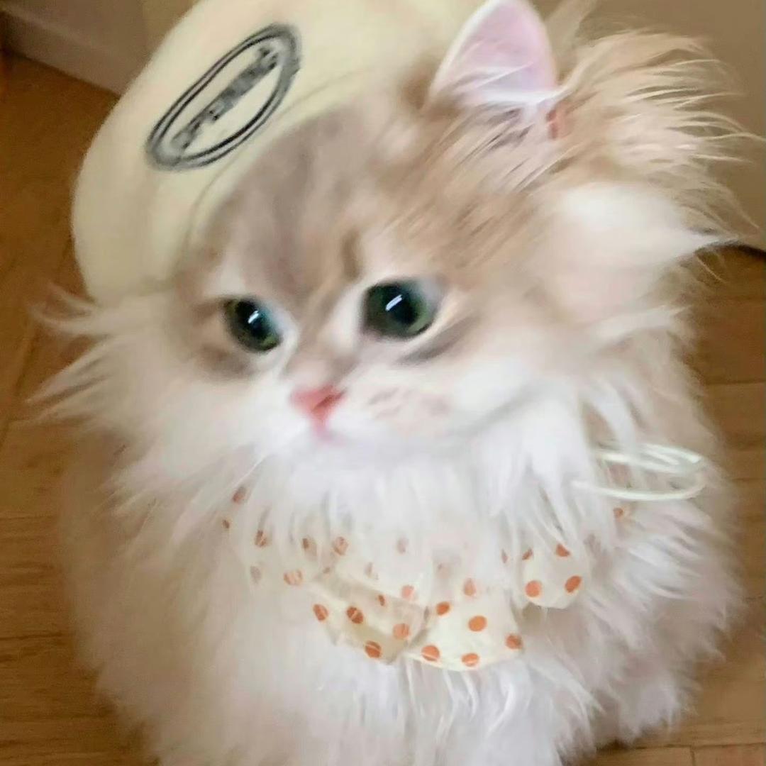 🦋🧸