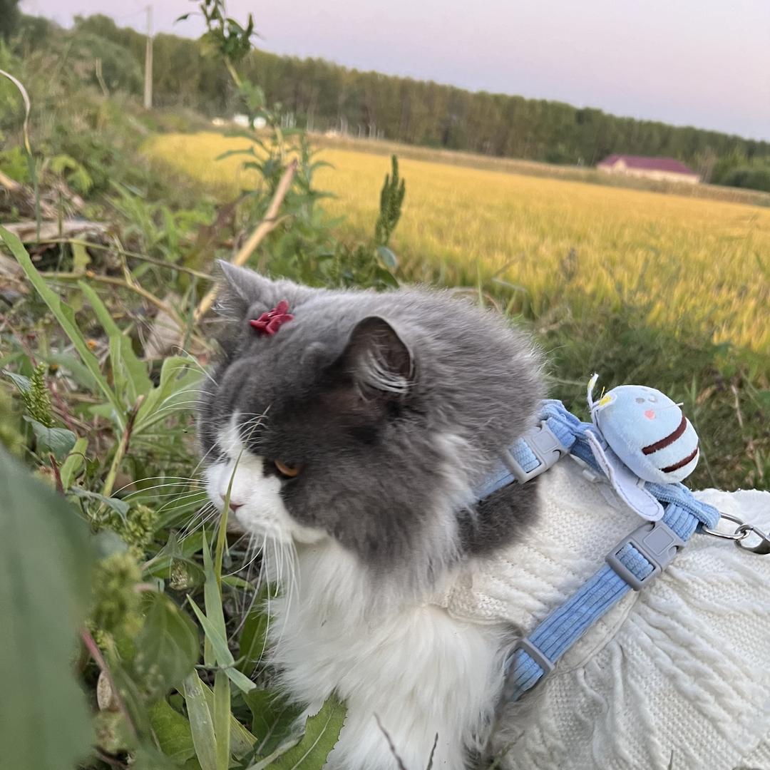 小猫铁柱