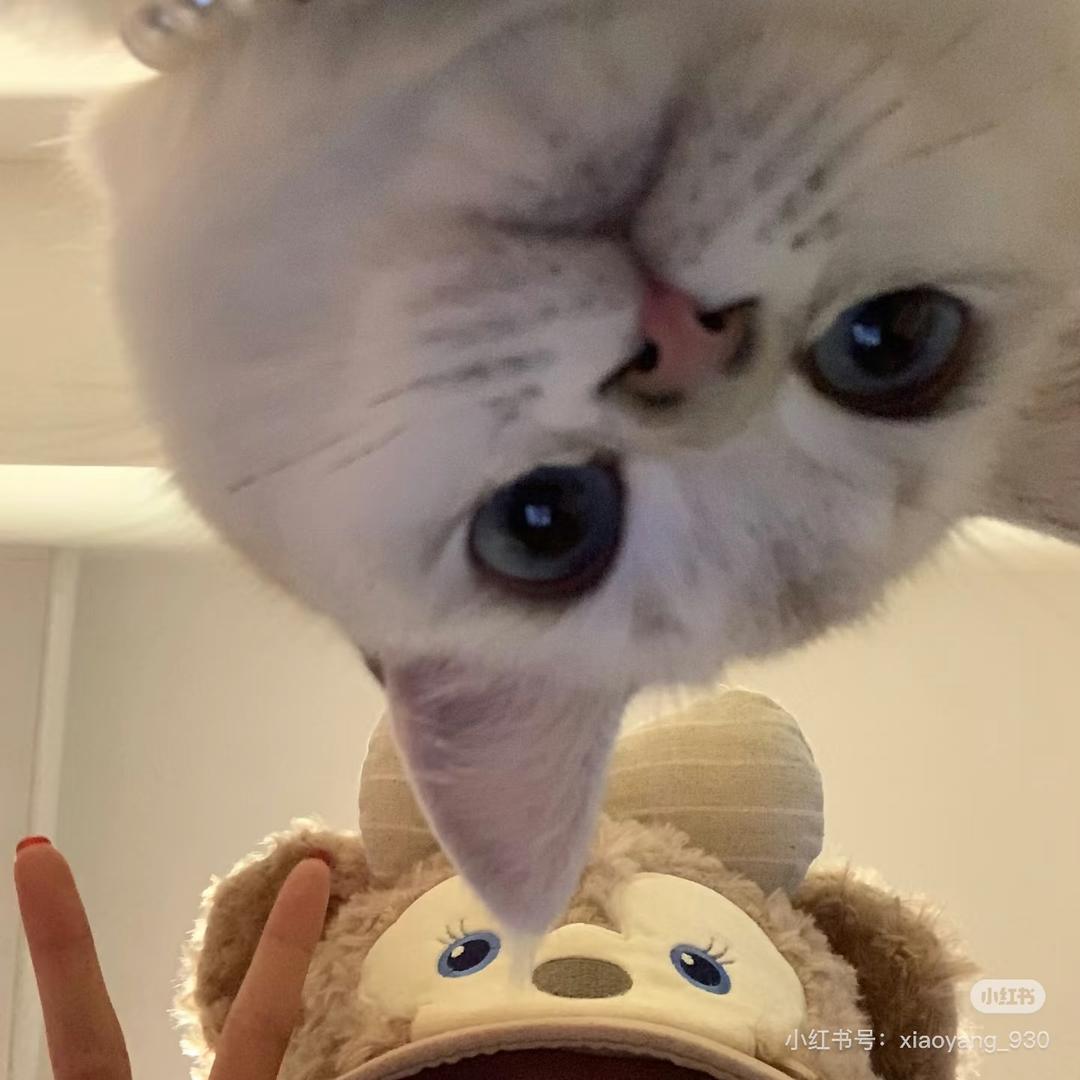 灰常漂亮亚🐬
