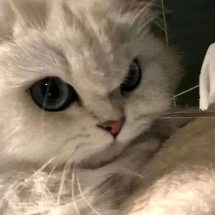 胖胖的张猪猪🐷