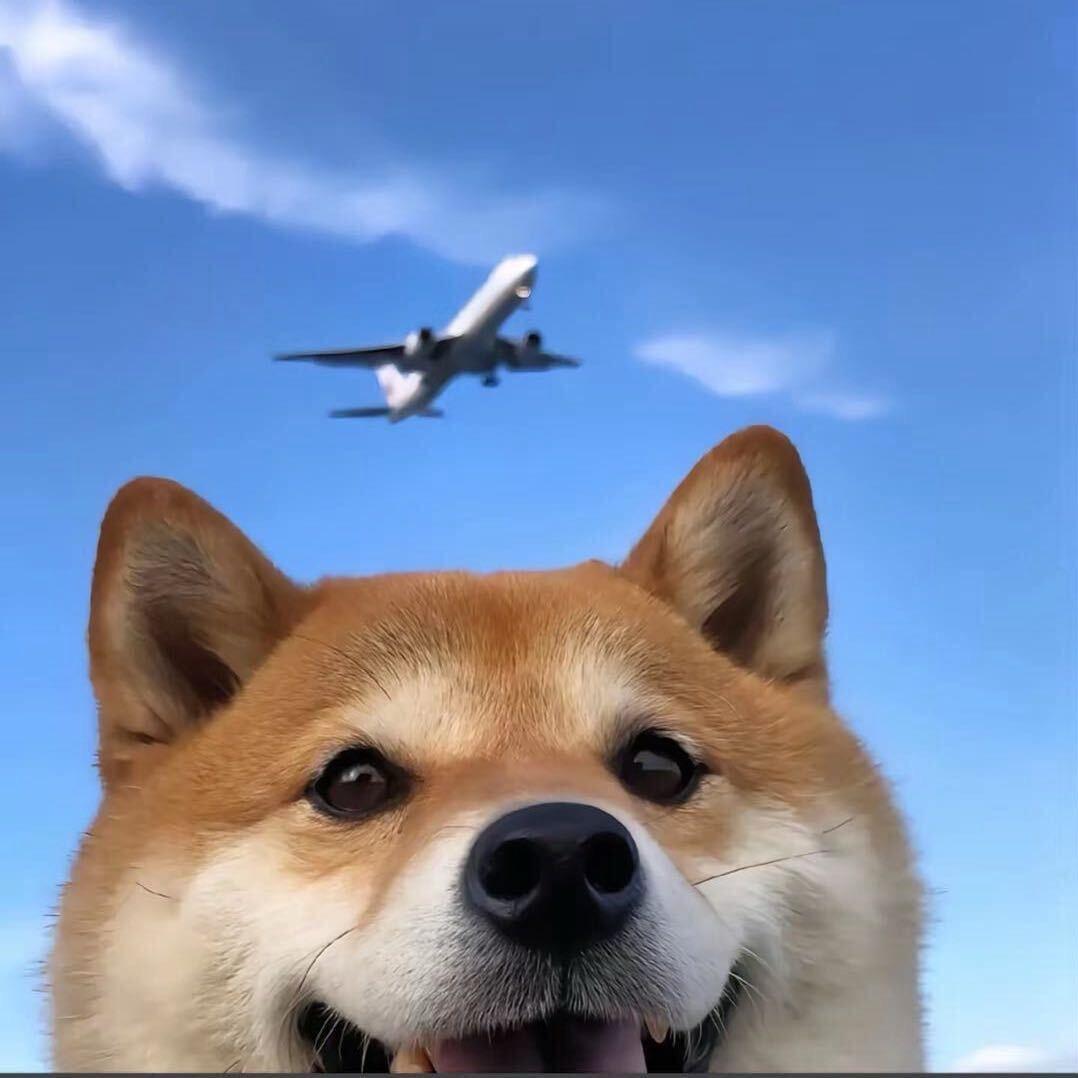 不吃鱼的猫·