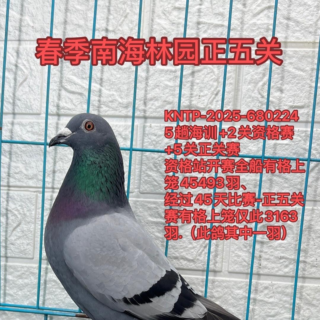 精选南北海下船台鸽