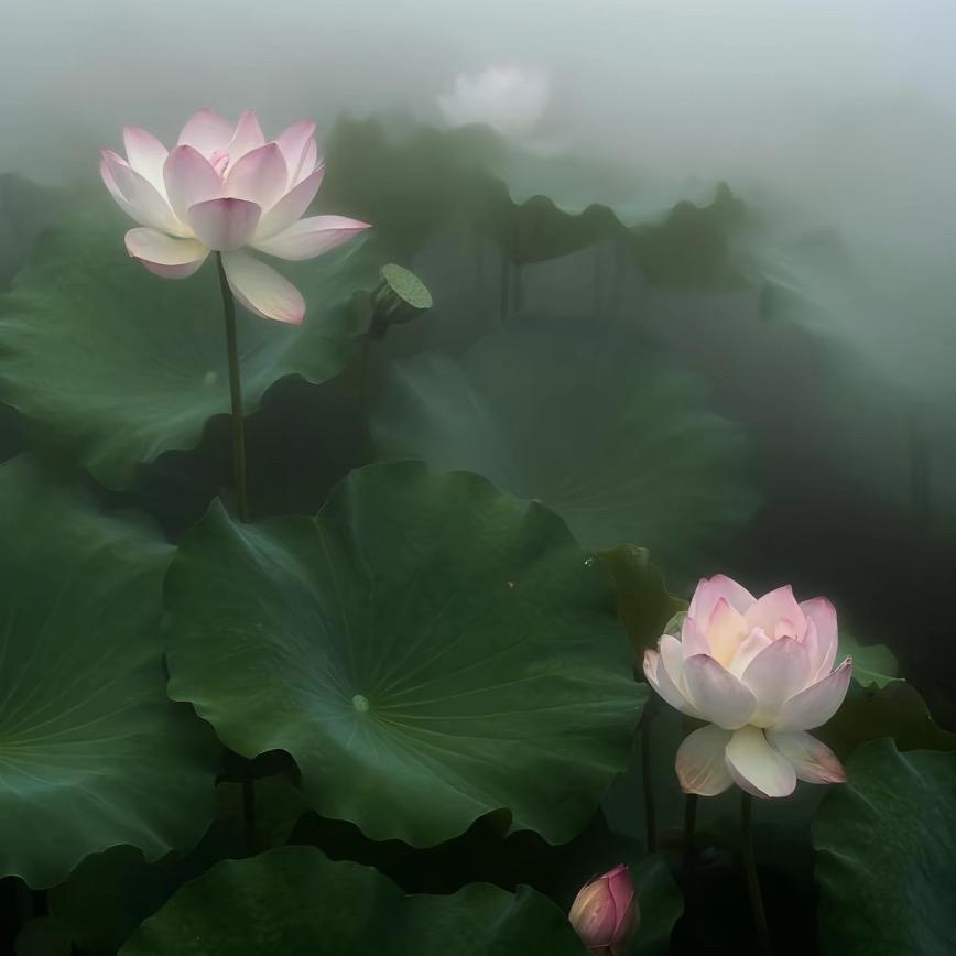 阿宁✨