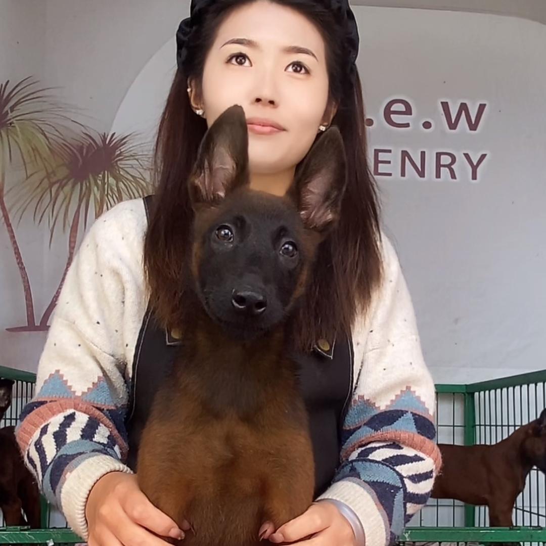 小李马犬