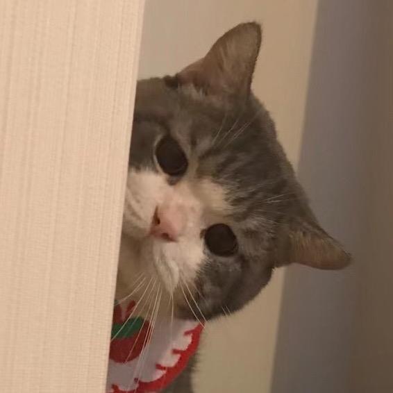 布鲁斯是猪🍼