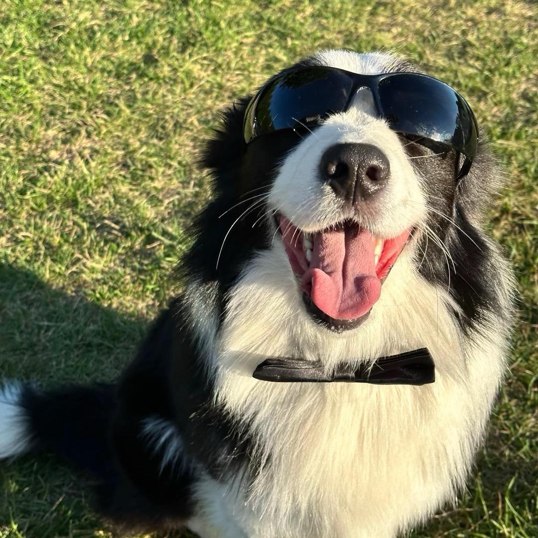 宠爱有家🐶